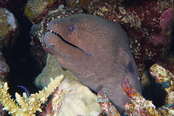 Close-up of giant moray