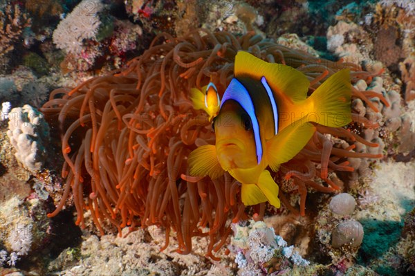 Red sea clownfish