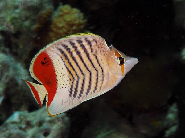 Eritrean butterflyfish