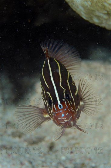 Portrait of six-lined soapfish