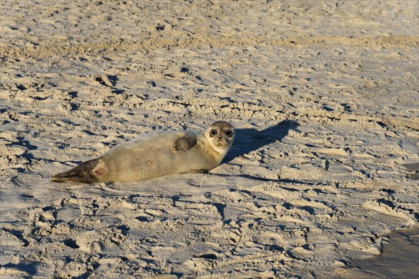 Seal on the beach