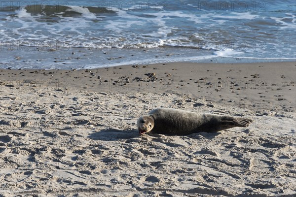 Seal on the beach