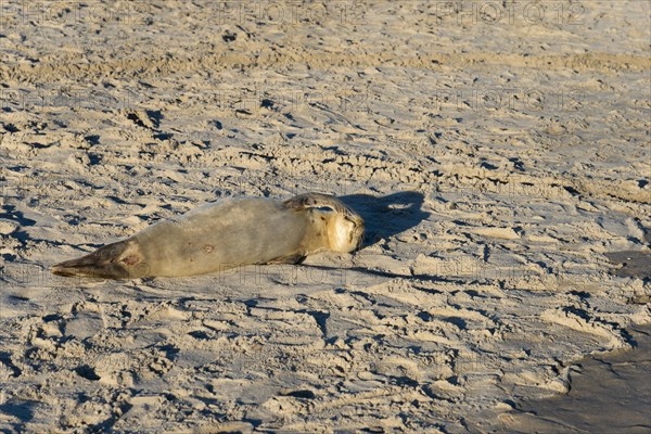 Seal on the beach