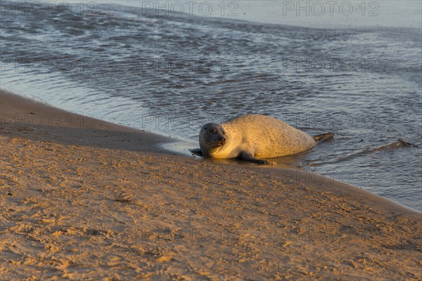 Seal on the beach