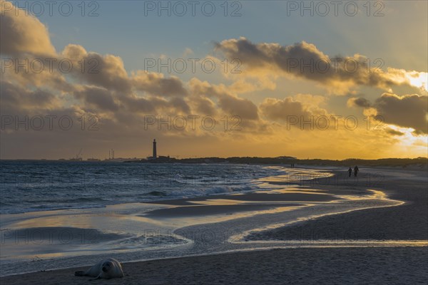 Baltic Sea beach with seal at sunset at the meeting of the North Sea and the Baltic Sea