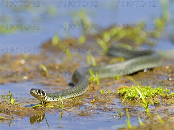 Grass snake