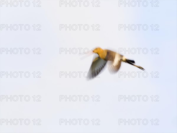 Black-tailed godwit