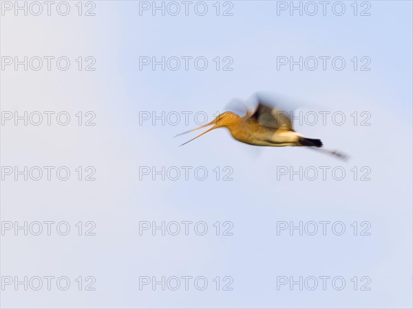 Black-tailed godwit