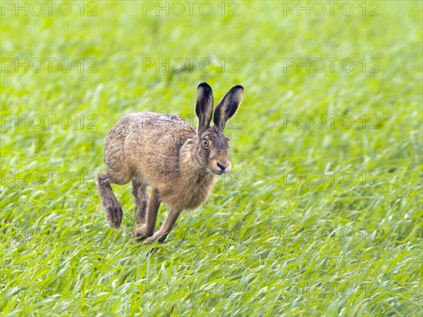 European hare
