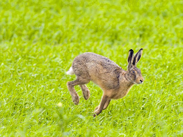 European hare