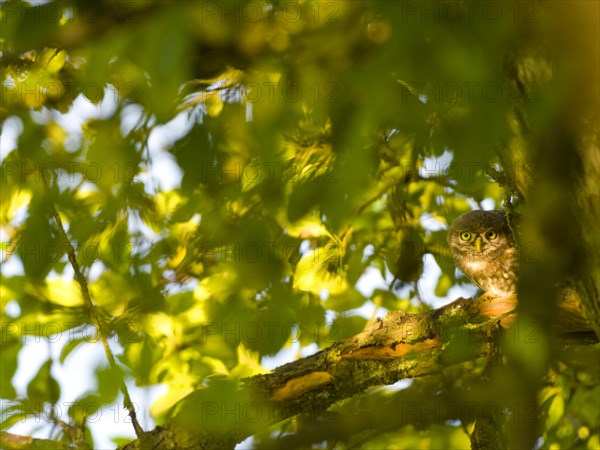 Little owl