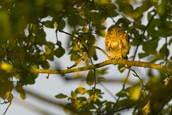 Little owl