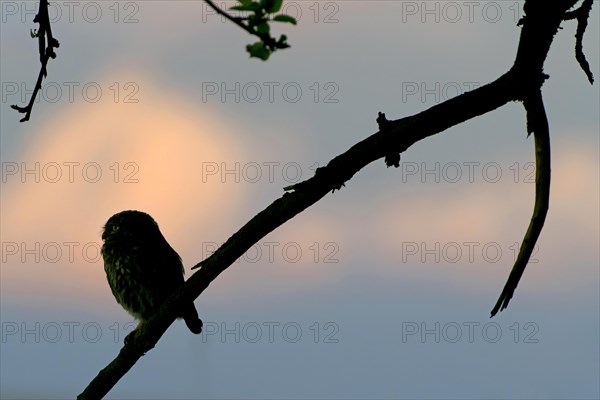 Little owl