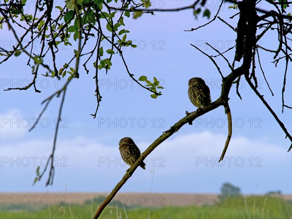 Little owl