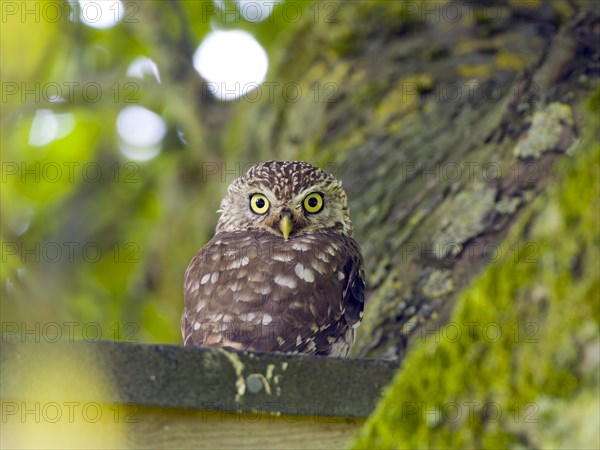 Little owl