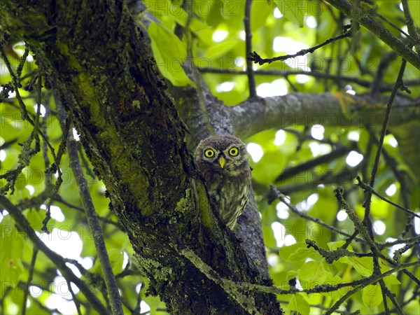 Little owl