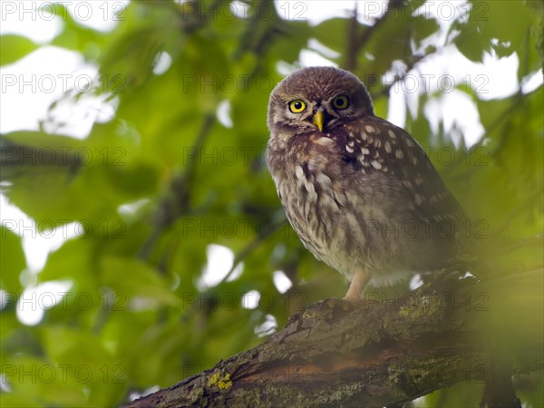 Little owl