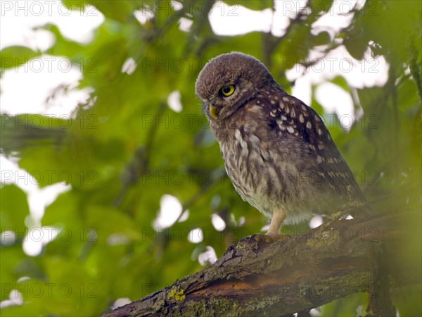 Little owl