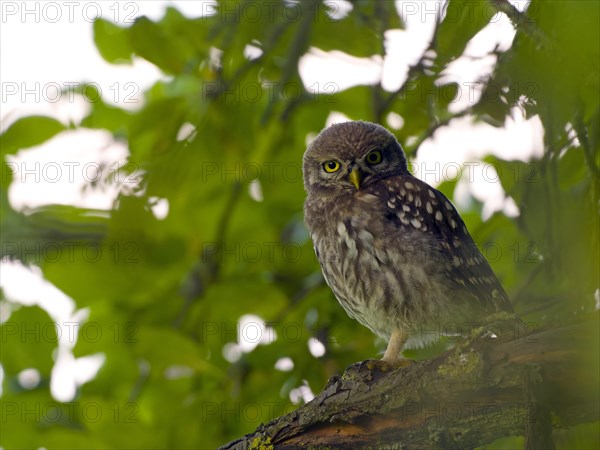 Little owl