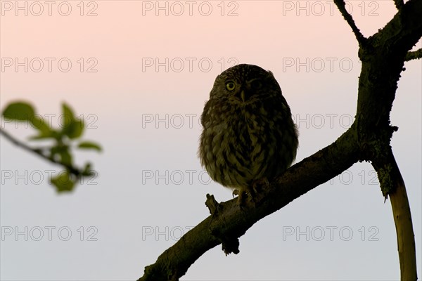 Little owl