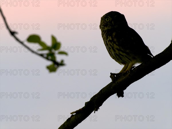 Little owl