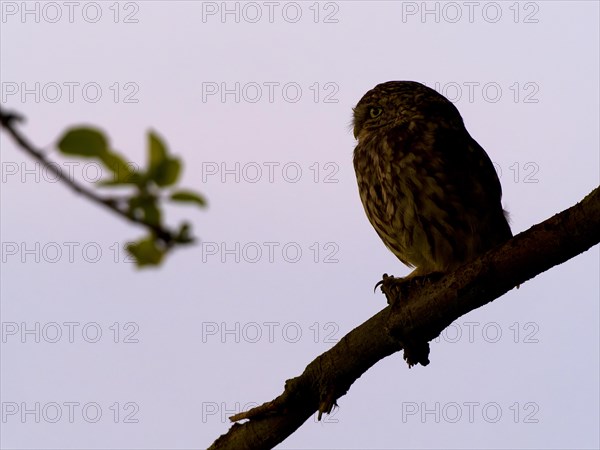 Little owl