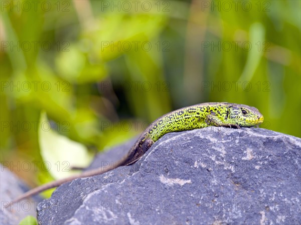 Sand lizard