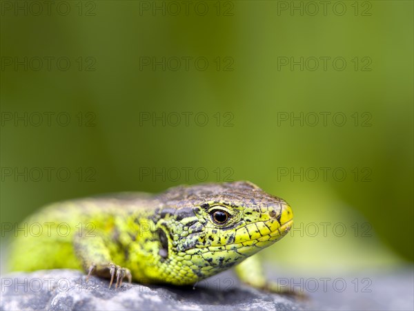 Sand lizard