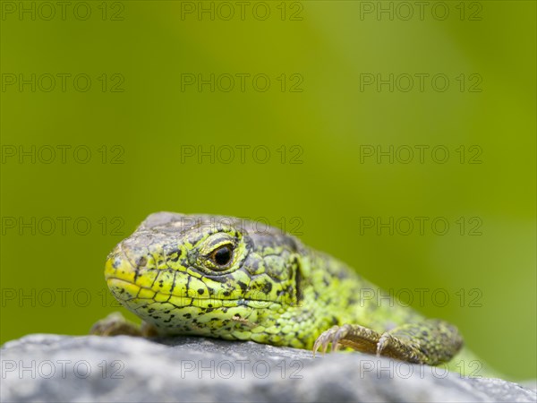 Sand lizard