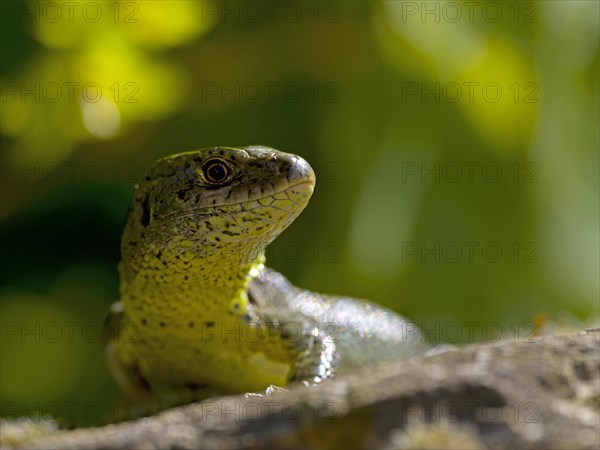 Sand lizard