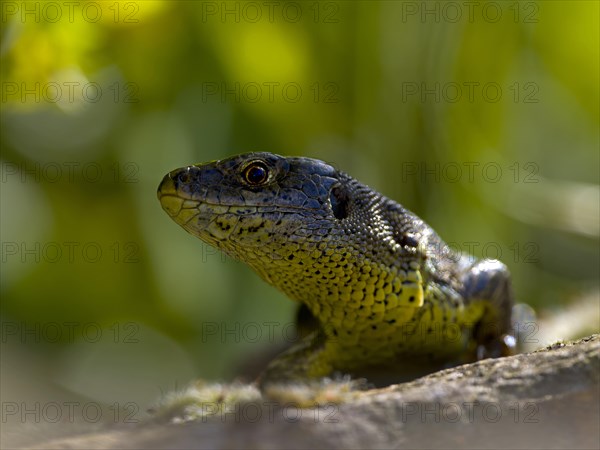 Sand lizard