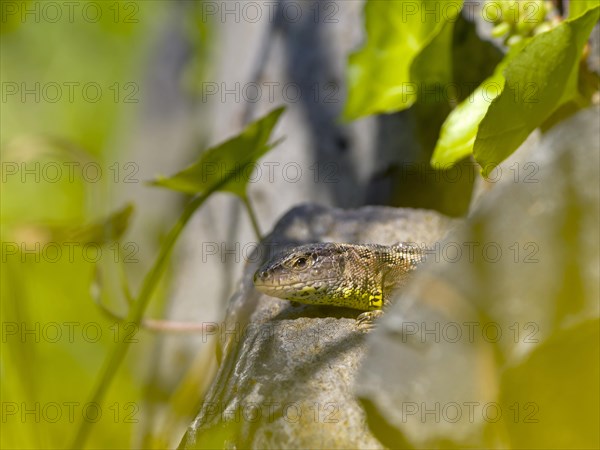 Sand lizard