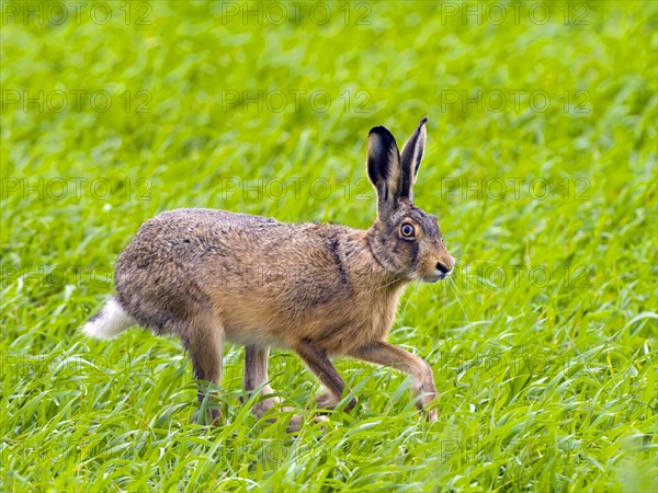European hare