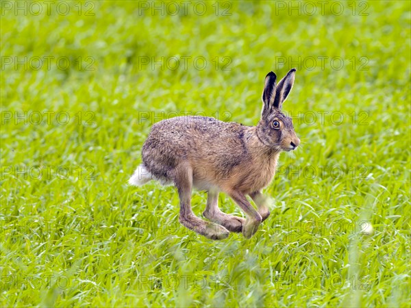 European hare