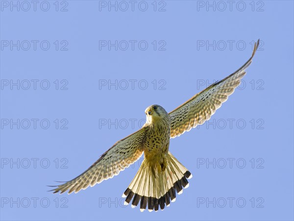 Kestrel