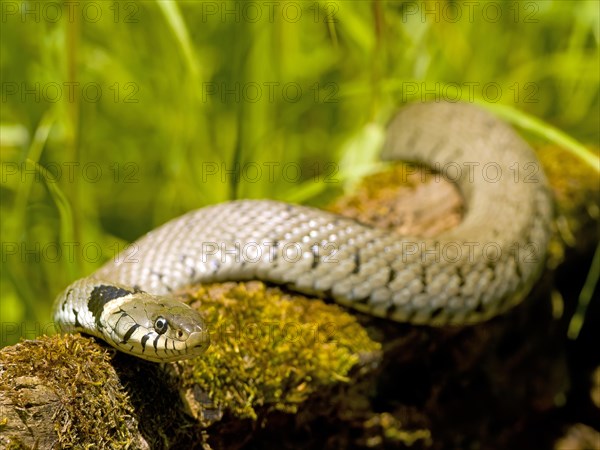 Grass snake