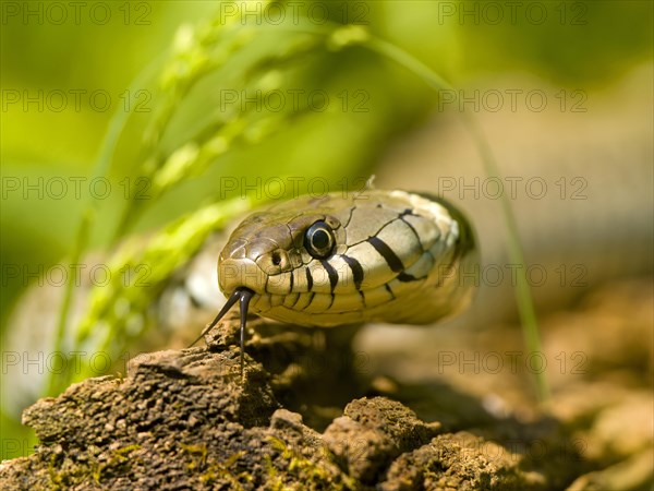 Grass snake