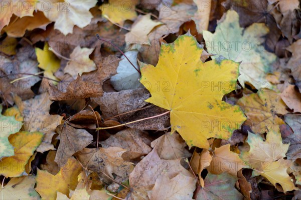 Yellow maple leaf
