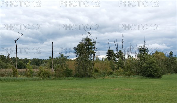 Meadow and trees on Barnimer Doerferweg
