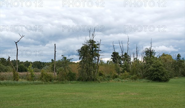 Meadow and trees on Barnimer Doerferweg