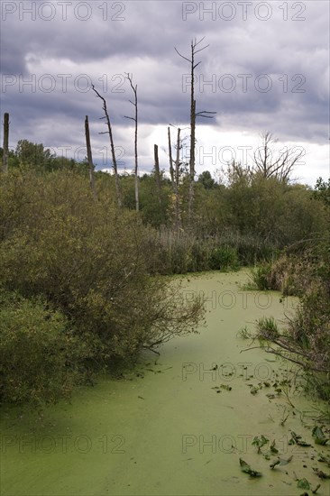 Moor at Eichwerdersteg in Luebars