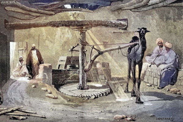 Cornmill with camel in Egypt