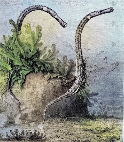 The alligator pipefish