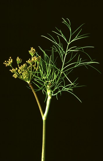 Dill