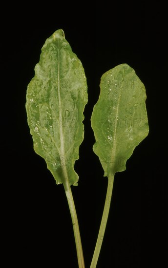 Meadow common sorrel