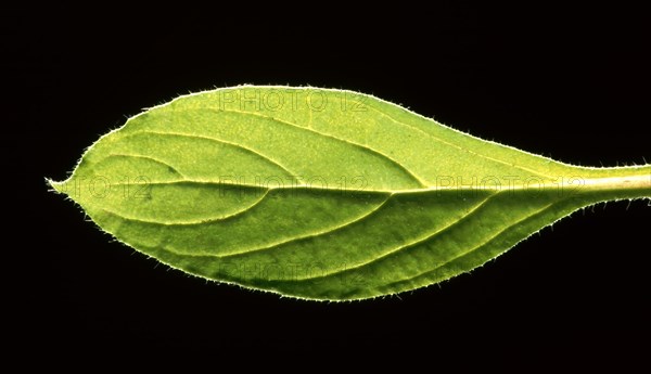 Garden mustard