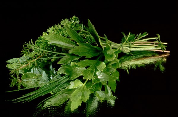 Herb bouquet