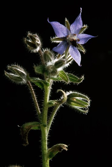 Borage