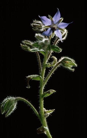 Borage