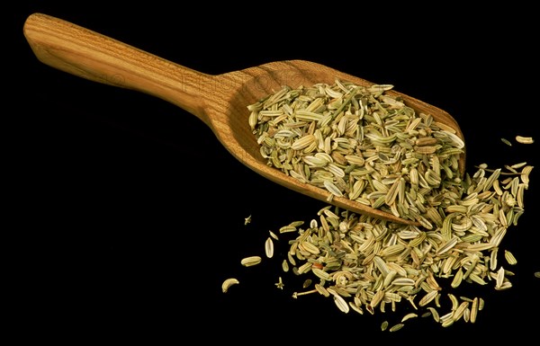 Fennel